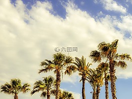棕櫚樹,風(fēng),天空