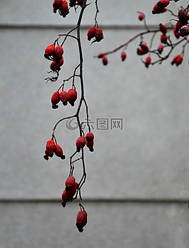 臀部,秋,紅