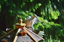 鴿子,鳥(niǎo),捉住了