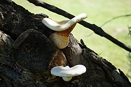 蘑菇,菌類,真菌