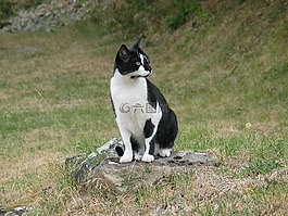 貓咪,寵物,動物