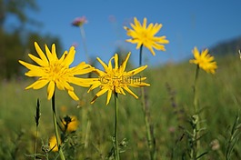 鮮花,太陽(yáng),黃色