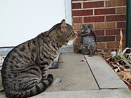 猫,猫的,毛茸茸的