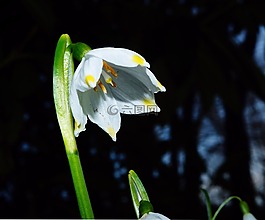 fruehlingsknotenblume,雪花,開花