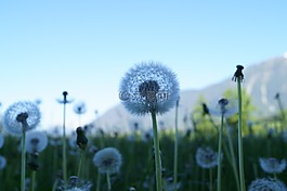 蒲公英,花,飞行的种子