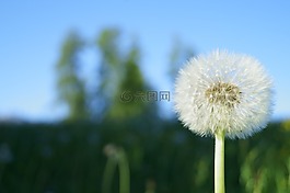 蒲公英,花,飛行的種子