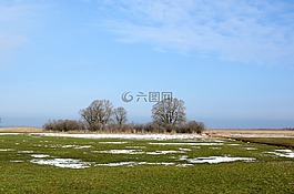 草地,牧場(chǎng),蘆葦