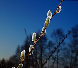 牧場,褪色柳,開花