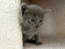 小猫,灰色,生活