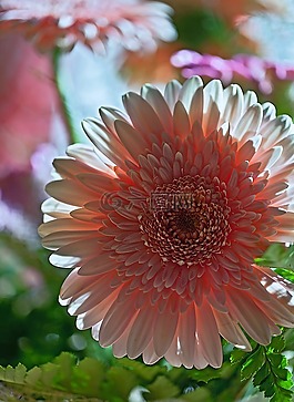 非洲菊,花,植物