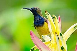 動(dòng)物,鳥嘴,鳥