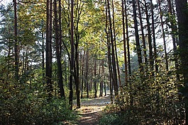 森林,秋季,太陽(yáng)