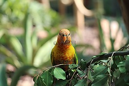 鸚鵡,動(dòng)物園,鳥