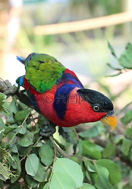 鸚鵡,動(dòng)物園,鳥