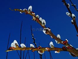 牧場(chǎng),褪色柳,鮮花