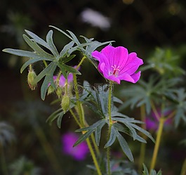 花,花園,植物群