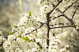 蘋果花,開花,蘋果樹