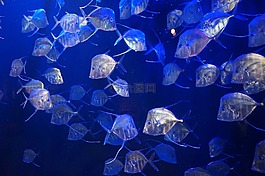 魚,水族館,水