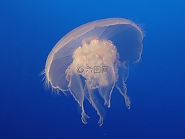 月亮水母,海蜇,白