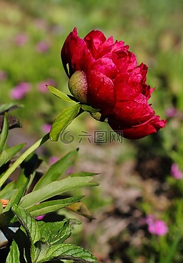 玫瑰,花園,性質(zhì)