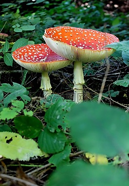 蘑菇,毒蕈,鹅膏菌