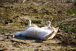 猫,小猫,红猫