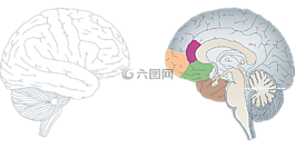 脑,人类,解剖