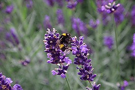 熏衣草,大黃蜂,bug