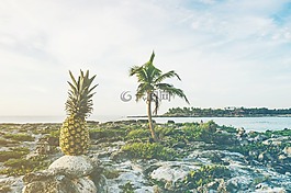 海灘,海岸,水果