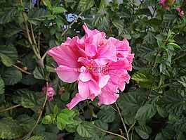 開花,西班牙,性質(zhì)