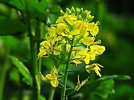 植物,字段,草甸