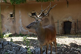 鹿,動(dòng)物,公園