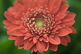 花卉,紅色,綠色