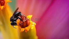 香蕉樹(shù),蜜蜂,花園