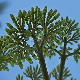 龍舌蘭,花卉,花序