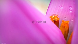 香蕉樹,花園,葉