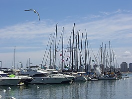 帆船,端口,海鷗