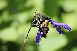 蜜蜂,花,紫色