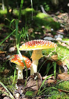 性質(zhì),夏季,蘑菇