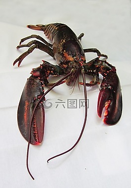 龙虾,缅因州龙虾,海鲜