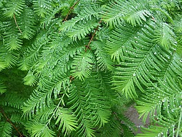 蕨類(lèi),綠色,性質(zhì)