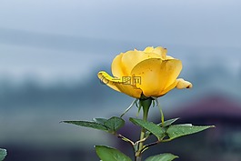 玫瑰,花,黃色