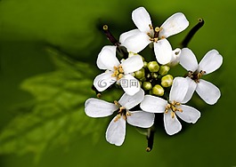 鮮花,開花,宏