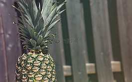 籬笆,水果,菠蘿