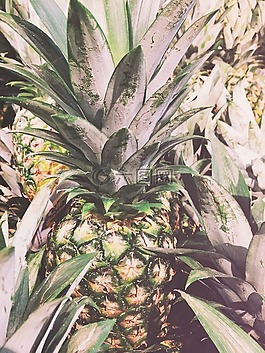 水果,菠蘿,夏天