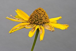 花,涼帽,宏
