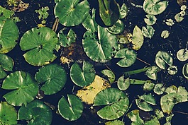 百合,自然,植物
