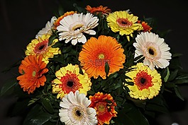 秋花,非洲菊,花束
