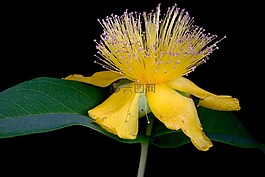 鮮花,黃色,春天