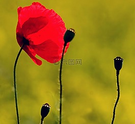 宏,klatschmohn,罌粟花